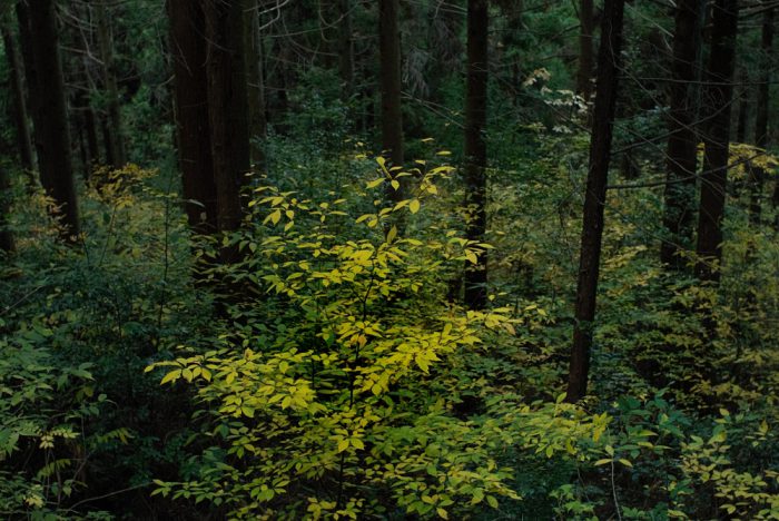 剣山の森