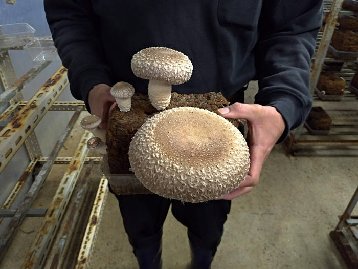 天恵菇