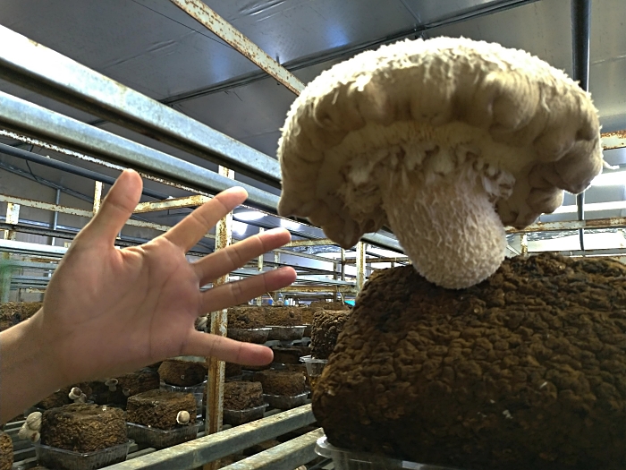 天恵菇