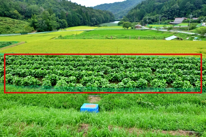 宝塚市香合