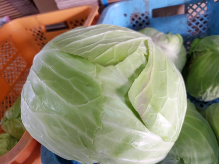 南あわじ市 キャベツ