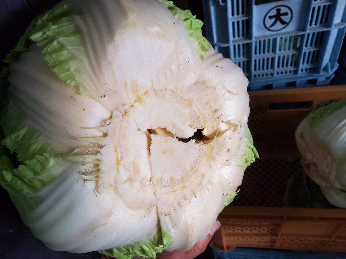 淡路島 白菜