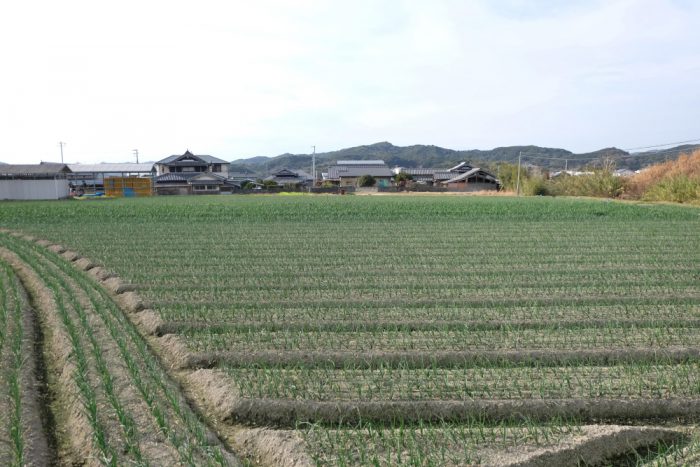 南あわじ市 たまねぎ畑