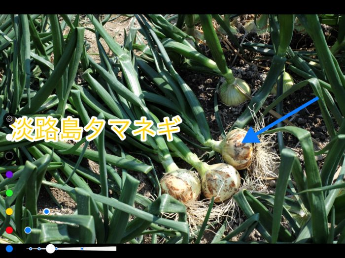 Annotable 矢印