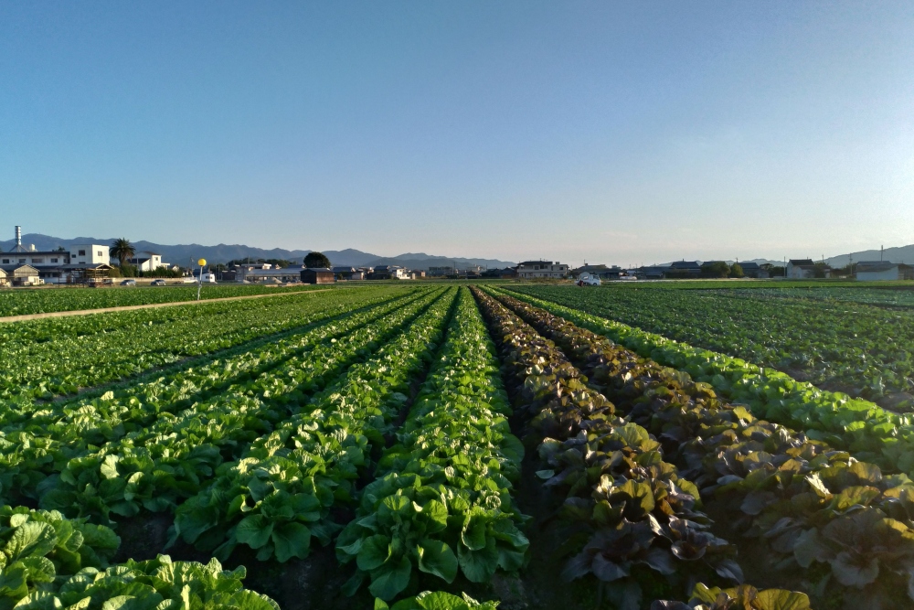 淡路島の生産者と今すぐ買える直販サイト